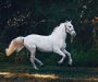 Horseshoes: The Art and Science of Equine Hoof Protection