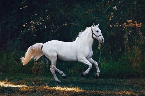 Horseshoes: The Art and Science of Equine Hoof Protection